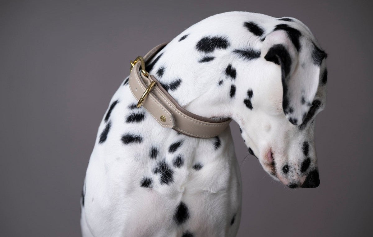 Hunde-Halsbaender aus Leder  ecopetique
