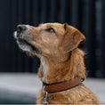 Bild in Galerie-Betrachter laden, AMICI Cognac - Stilvolles Nappa-Halsband für modebewusste Hundefreunde