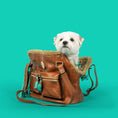 Bild in Galerie-Betrachter laden, Hipster Bag Blondie Hundetasche