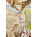 Bild in Galerie-Betrachter laden, AMICI Light Grey - Elegante Rundleine für modebewusste Hundefreunde
