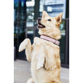 Bild in Galerie-Betrachter laden, AMICI ROSE - Stilvolles Nappaleder-Halsband für modebewusste Hundefreunde
