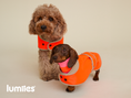 Bild in Galerie-Betrachter laden, THE GLOW RAINCOAT (Dog Raincoat) Dachshund & Poodle - Fit