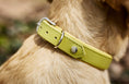 Bild in Galerie-Betrachter laden, AMICI Lemon - Stilvolles Nappa-Halsband für modebewusste Hundefreunde