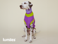 Bild in Galerie-Betrachter laden, THE GLOW JUMPER von LUMIIES® - HOCHELASTISCHER NEON HUNDEPULLOVER