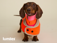 Bild in Galerie-Betrachter laden, THE GLOW RAINCOAT (Dog Raincoat) Dachshund & Poodle - Fit