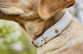 Bild in Galerie-Betrachter laden, AMICI Light-Grey Hundehalsbad aus weichen Nappaleder