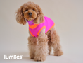 Bild in Galerie-Betrachter laden, THE GLOW JUMPER von LUMIIES® - HOCHELASTISCHER NEON HUNDEPULLOVER