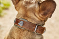 Bild in Galerie-Betrachter laden, BAVARIA - Exklusives Hundehalsband im aufregenden Material-Mix