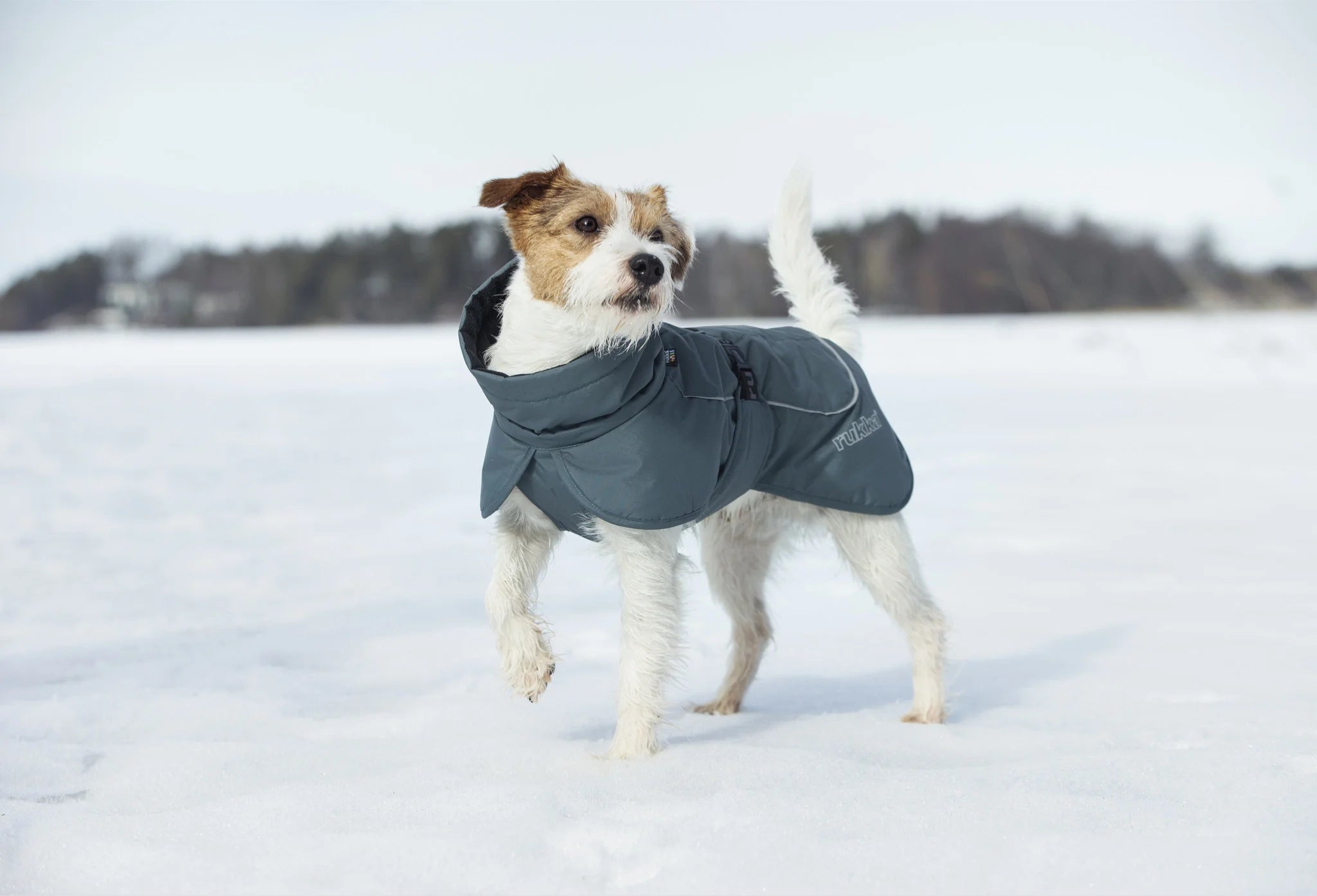 Rukka Stormy Coat Hundemantel – wasserdicht & warm gefüttert – ecopetique