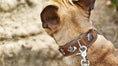 Bild in Galerie-Betrachter laden, BAVARIA - Exklusives Hundehalsband im aufregenden Material-Mix