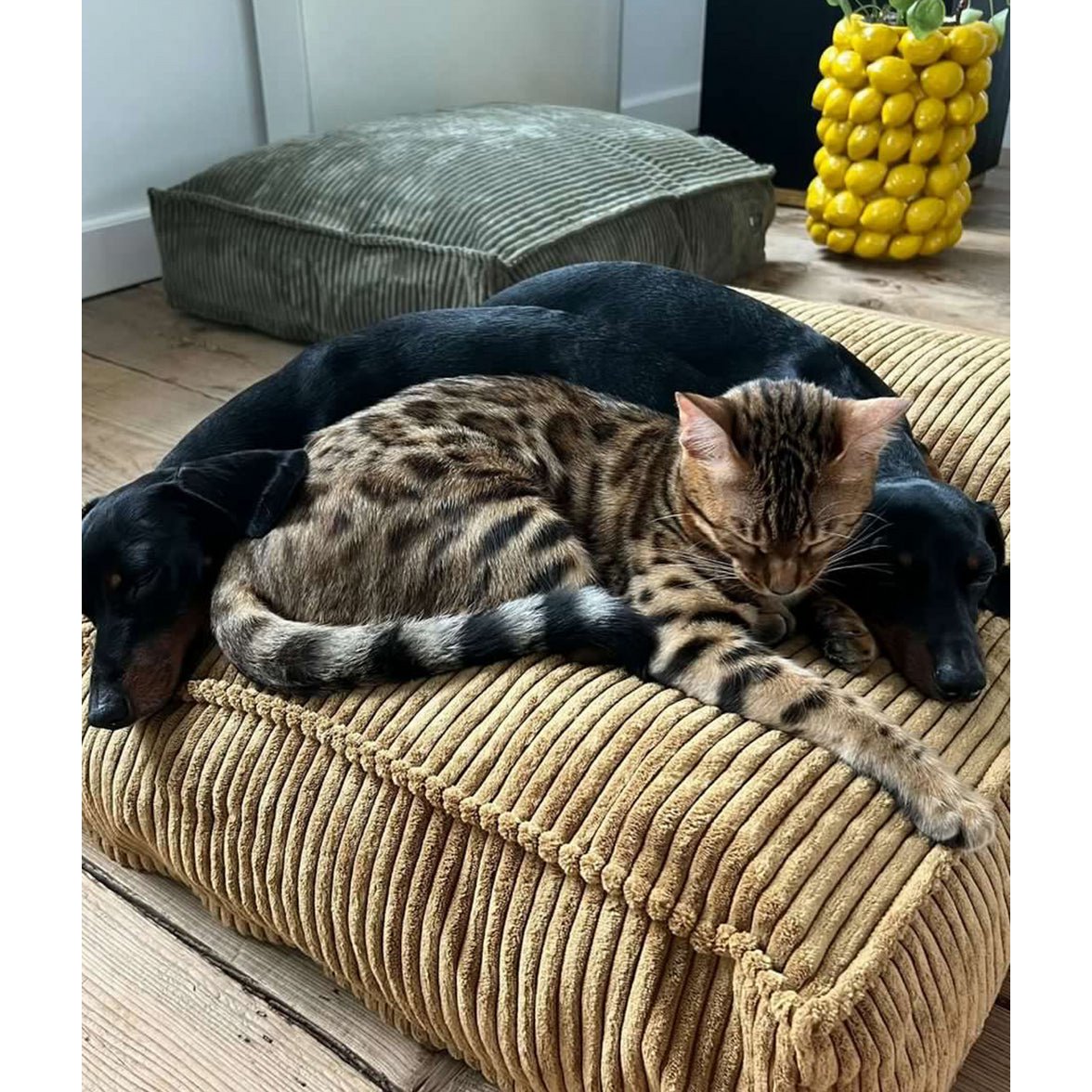 Grünes Cord-Hundebett Cuadra – ecopetique