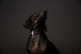Bild in Galerie-Betrachter laden, MyFamily Bilbao Hundehalsband aus Kunstleder