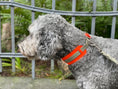 Bild in Galerie-Betrachter laden, THE CITY COLLAR (OUTDOOR) - NEON HUNDEHALSBAND WASSERDICHT