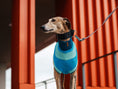 Bild in Galerie-Betrachter laden, THE GLOW JUMPER von LUMIIES® - HOCHELASTISCHER NEON HUNDEPULLOVER