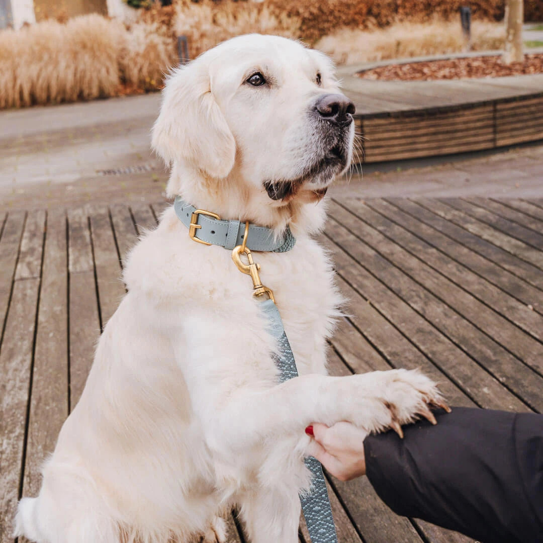 Premium Hundehalsband Gepolstert - Anthrazit/Eisblau