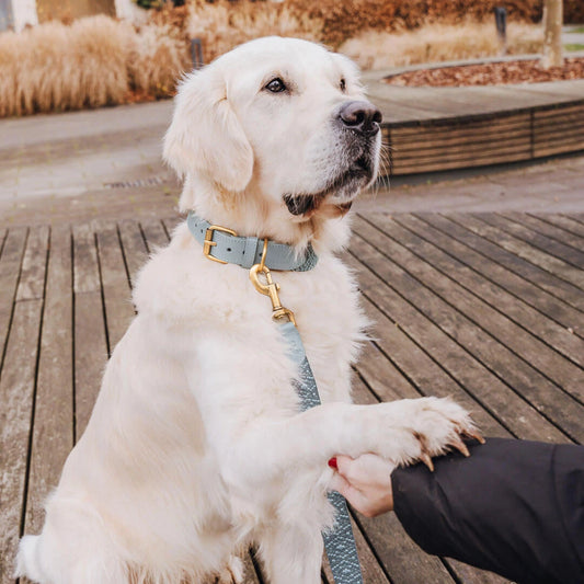 Premium Hundehalsband Gepolstert - Anthrazit/Eisblau