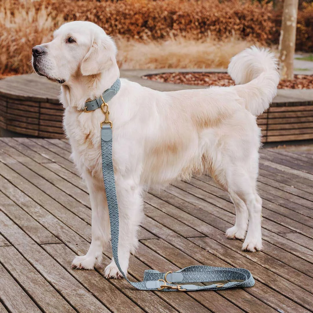 Premium Hundehalsband Gepolstert - Anthrazit/Eisblau