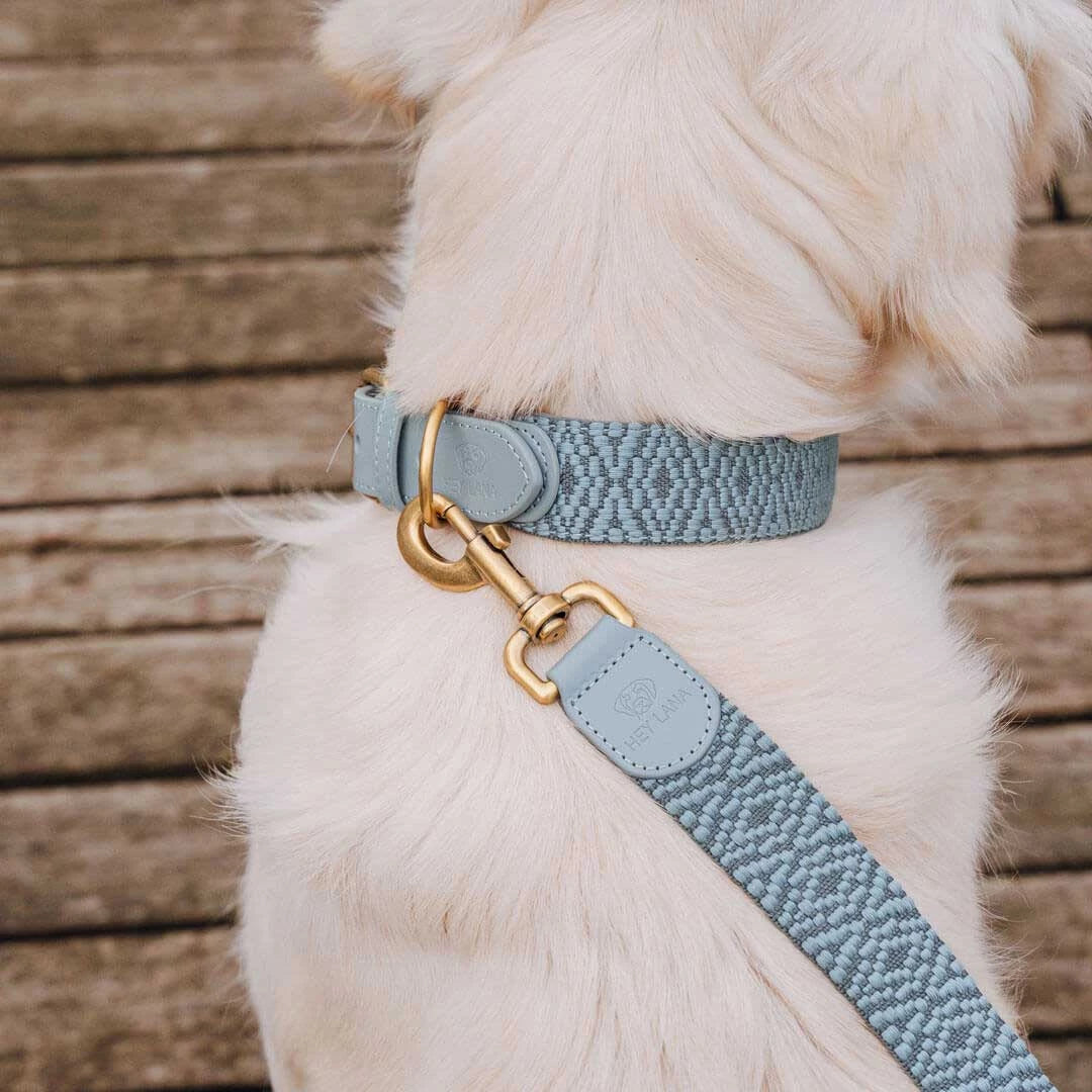 Premium Hundehalsband Gepolstert - Anthrazit/Eisblau