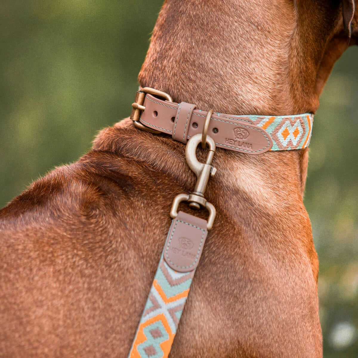 Premium Hundehalsband Gepolstert - Mint/Orange