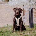 Bild in Galerie-Betrachter laden, Hey Lana Premium Hundegeschirr - gepolstert, Pink/Beige