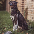 Bild in Galerie-Betrachter laden, Kollektion Très chic – Set Hundehalsband und Leine – Schwarz/Weiß