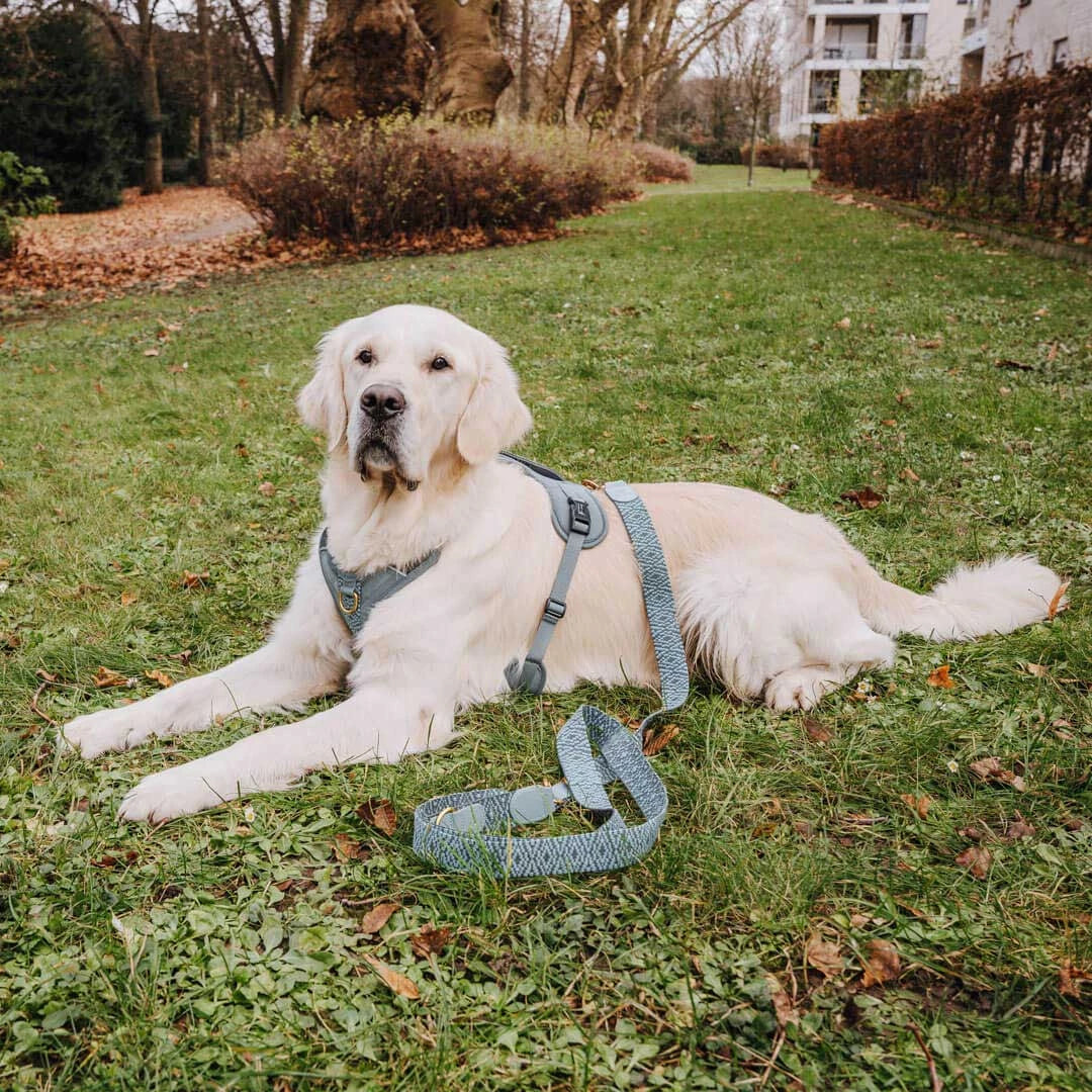 Premium Führleine - 3-fach verstellbar - 2m - Anthrazit/Eisblau