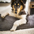 Bild in Galerie-Betrachter laden, LABONI ORTHO Hundebett - TUDOR