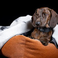 Bild in Galerie-Betrachter laden, Teckel Kuscheldecke Dackel