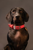 Bild in Galerie-Betrachter laden, MyFamily Milano Hundehalsband aus italienischem Nylon in Premier-Qualität