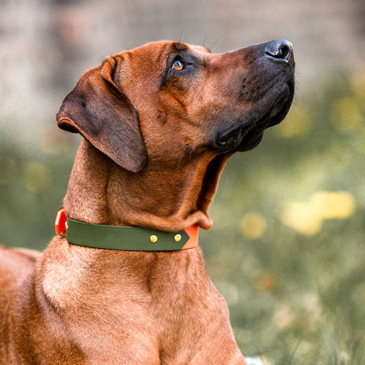 Hundehalsband Outdoor SPORT – Wasserfest – Neon-orange/Grün