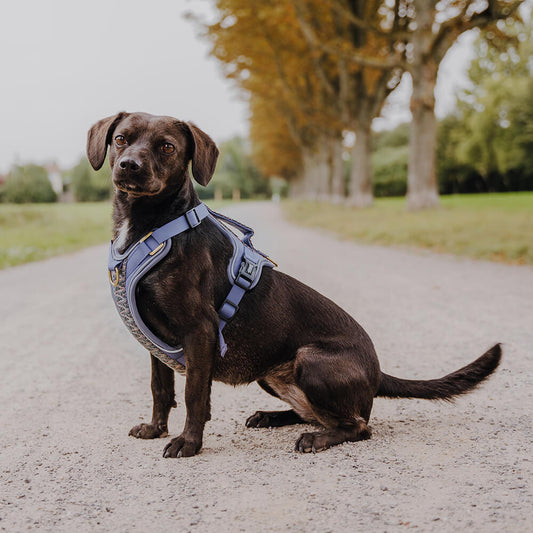 Kollektion Très chic – Set Hundehalsband, Leine und Geschirr – Blau/Grau