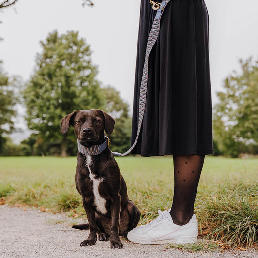 Premium Führleine - 3-fach verstellbar - 2m - Blau/Grau