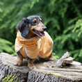 Bild in Galerie-Betrachter laden, Rukka Crisp UV Cooling Jacket – UV-Schutz- & Kühljacke für Hunde