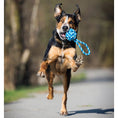 Bild in Galerie-Betrachter laden, Hund rennt mit einem blauen Schleuderball im Wald