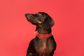 Bild in Galerie-Betrachter laden, MyFamily Tucson Hundehalsband in echtem italieneischem Leder