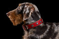 Bild in Galerie-Betrachter laden, EDELWEISS - Elegantes Hundehalsband mit stilvollen Applikationen
