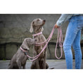 Bild in Galerie-Betrachter laden, AMICI Rose - Elegante Rundleine für modebewusste Hundefreunde