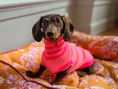 Bild in Galerie-Betrachter laden, THE GLOW JUMPER von LUMIIES® - HOCHELASTISCHER NEON HUNDEPULLOVER