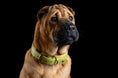 Bild in Galerie-Betrachter laden, AMICI Lemon - Stilvolles Nappa-Halsband für modebewusste Hundefreunde