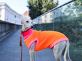 Bild in Galerie-Betrachter laden, THE GLOW JUMPER von LUMIIES® - HOCHELASTISCHER NEON HUNDEPULLOVER