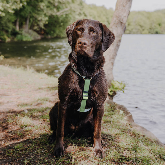 Führgeschirr - Outdoor FLEX - 5-fach verstellbar mit Haltegriff - grau/grün