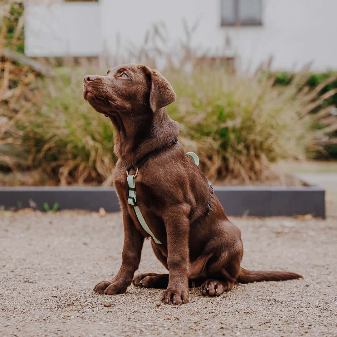 Führgeschirr - Outdoor FLEX - 5-fach verstellbar mit Haltegriff - Schwarz/Mint