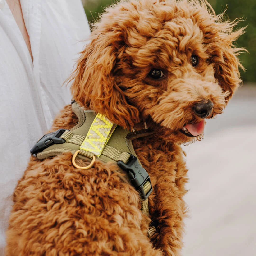 Premium Hundegeschirr Gepolstert – Olivgruen/Neongelb