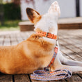 Bild in Galerie-Betrachter laden, Hey Lana Très Chic Hundehalsband – weich gepolstert & komfortabel, Sunset/Eukalyptus