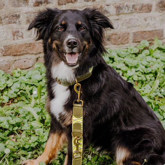 Kollektion Très chic – Set Hundehalsband, Leine und Geschirr – Olivgruen/Neongelb
