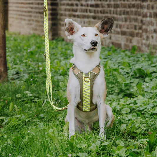 Premium Hundegeschirr Gepolstert – Olivgruen/Neongelb