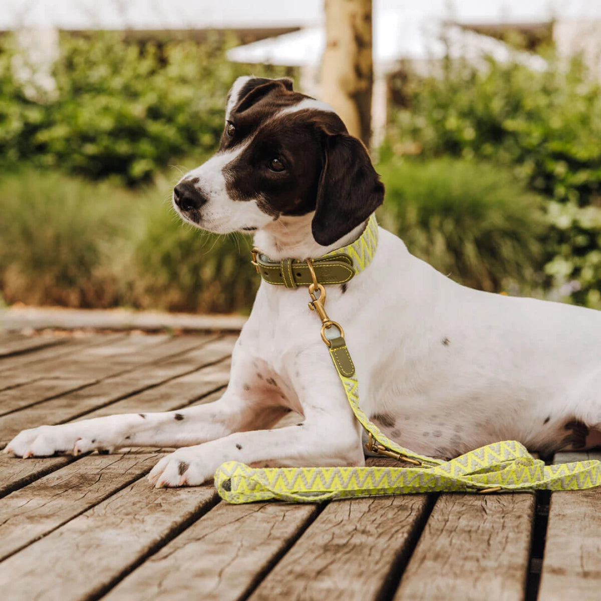 Premium Führleine - 3-fach verstellbar - 2m - olivegruen/neongelb