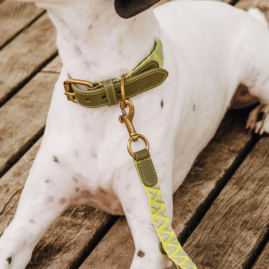 Premium Hundehalsband Gepolstert - Olivegruen/Neongelb