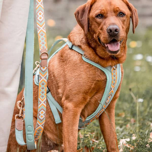 Kollektion Très chic – Set Hundehalsband, Leine und Geschirr – Mint/Orange