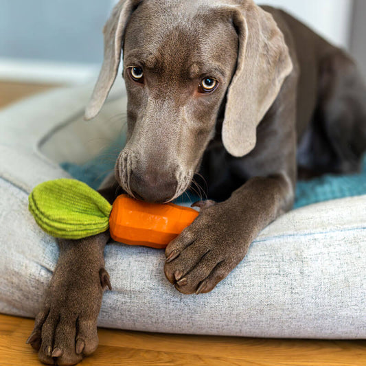 HUNDESPIELZEUG - CAROTTY